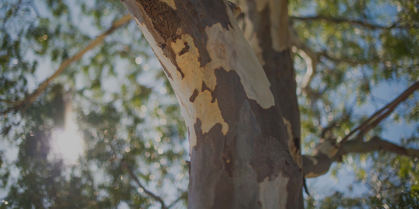 Australian Gum Tree with a blurred background